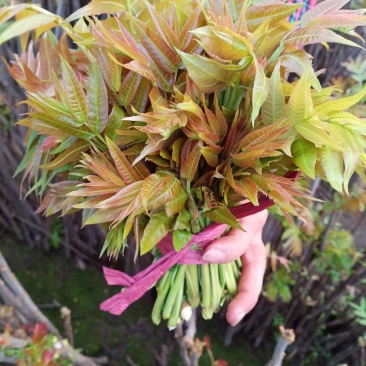 香椿芽