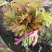 香椿芽