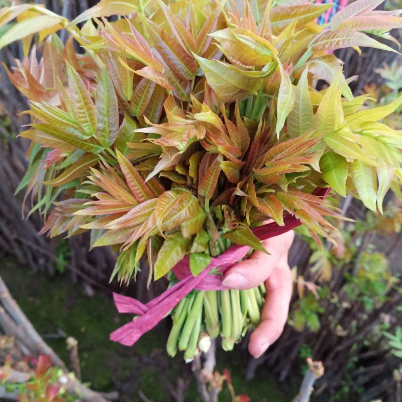 香椿芽