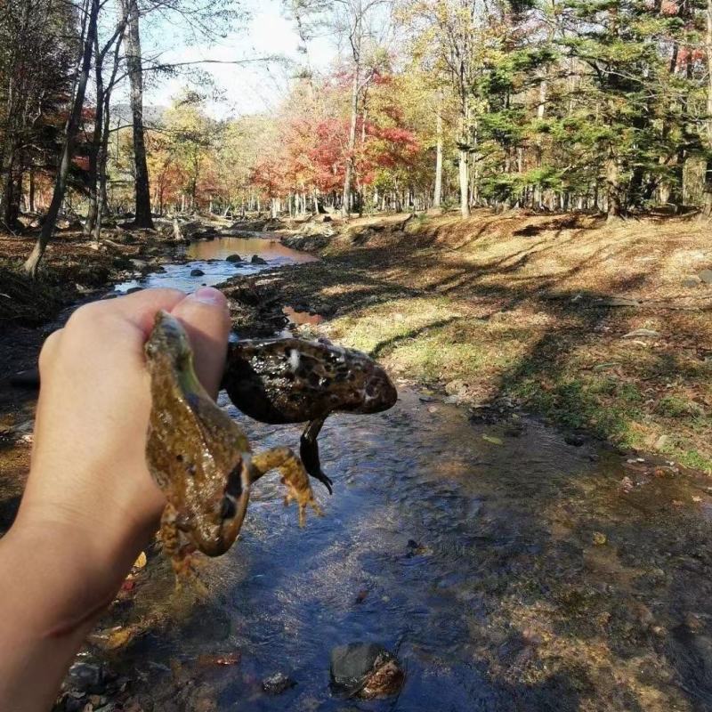 长白山林蛙东北整只林蛙干雪蛤干雪蛤油拍十只送一只