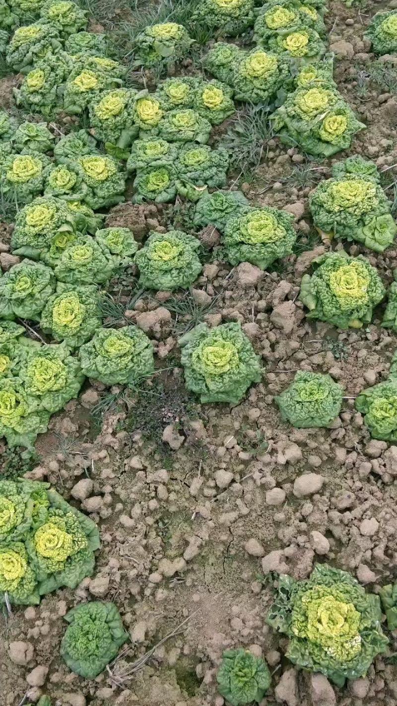 黄心乌，乌塌菜