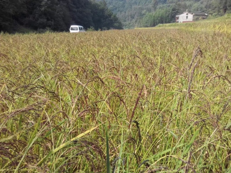 湖北十堰胭脂稻，胭脂稻种子，自留种种子，500克/包。