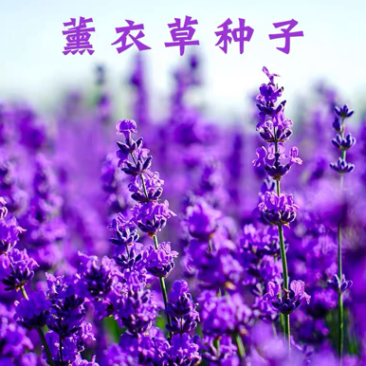 薰衣草种子四季易种普罗旺斯薰衣草种子多年生花草种子包邮