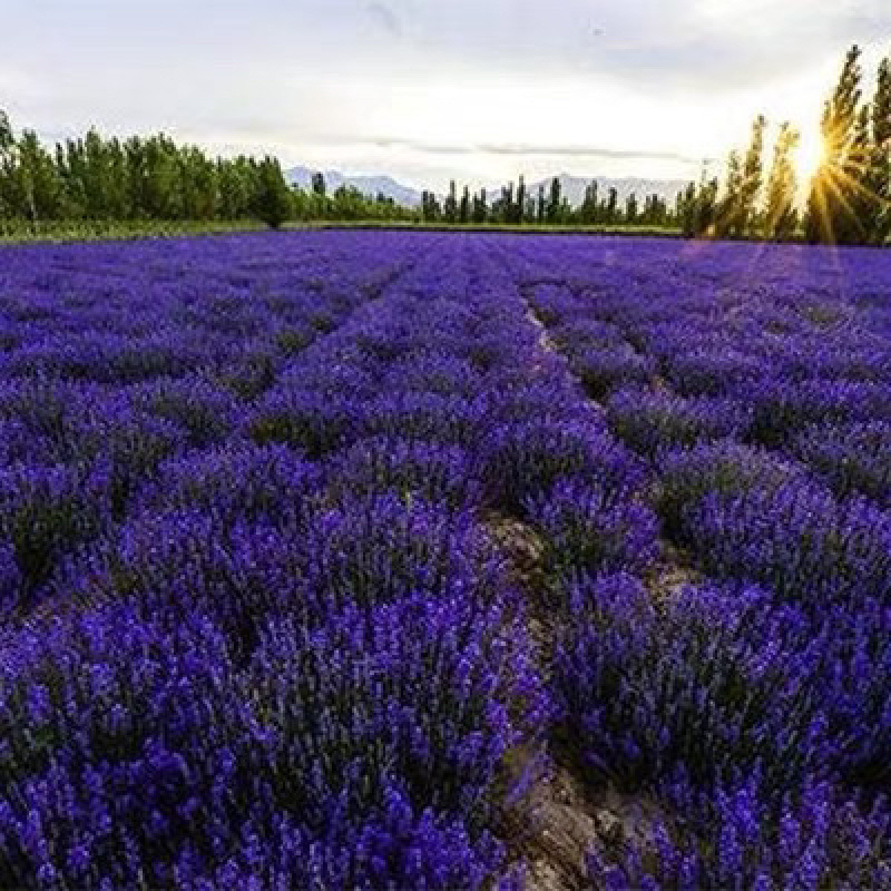 薰衣草种子四季易种普罗旺斯薰衣草种子多年生花草种子包邮