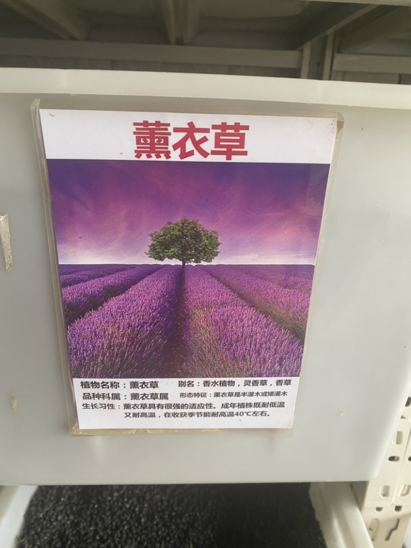薰衣草种子四季易种普罗旺斯薰衣草种子多年生花草种子包邮