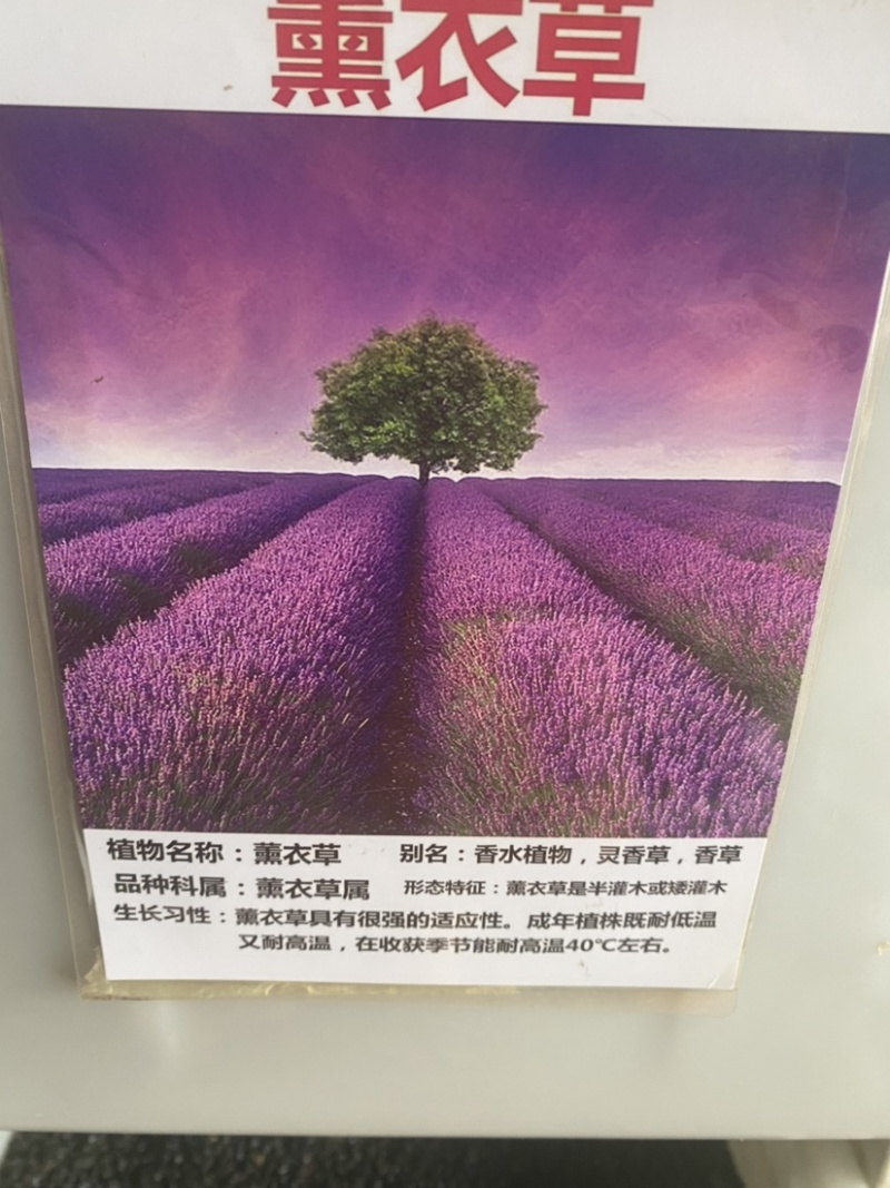 薰衣草种子四季易种普罗旺斯薰衣草种子多年生花草种子包邮