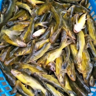 常年对外出售优质黄颡鱼苗，黄优三号杂交七号等
