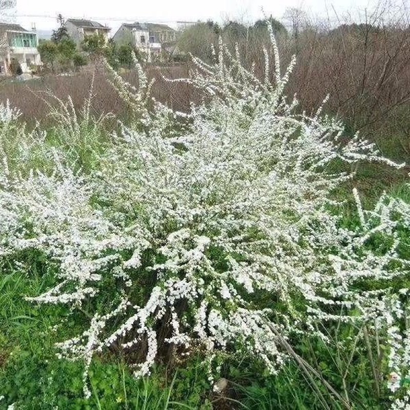 喷雪花，一手货源，基地直发，大量供应100万棵