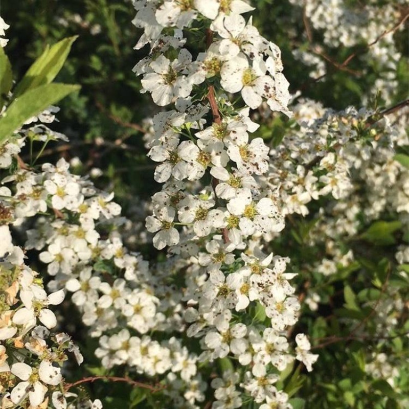 喷雪花，一手货源，基地直发，大量供应100万棵