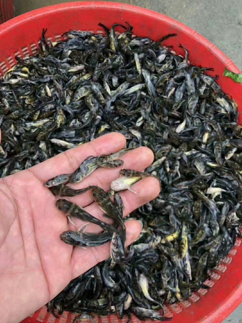 常年对外出售优质黄颡鱼苗，黄优三号杂交七号等