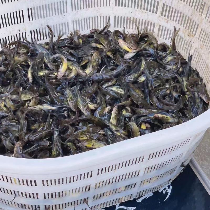 常年对外出售优质黄颡鱼苗，黄优三号杂交七号等