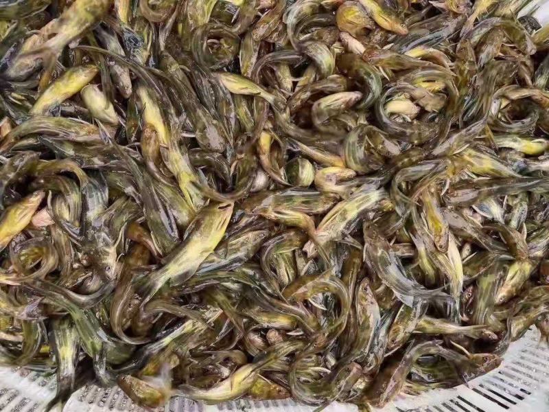 常年对外出售优质黄颡鱼苗，黄优三号杂交七号等