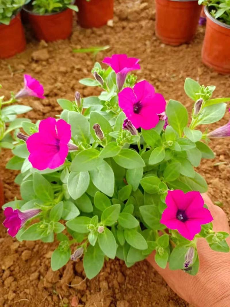 垂吊牵牛花垂钓牵牛牵牛花质量保证欢迎实地看货