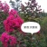 天鹅绒紫薇，一手货源，基地直发，大量供应