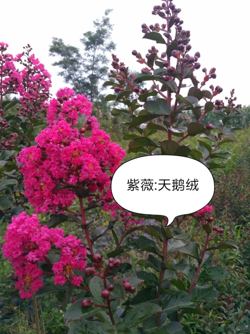 天鹅绒紫薇，一手货源，基地直发，大量供应