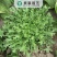 碎叶苦苣种子阳台盆栽蔬菜种明目菜菊苣苦菊庭院野菜易