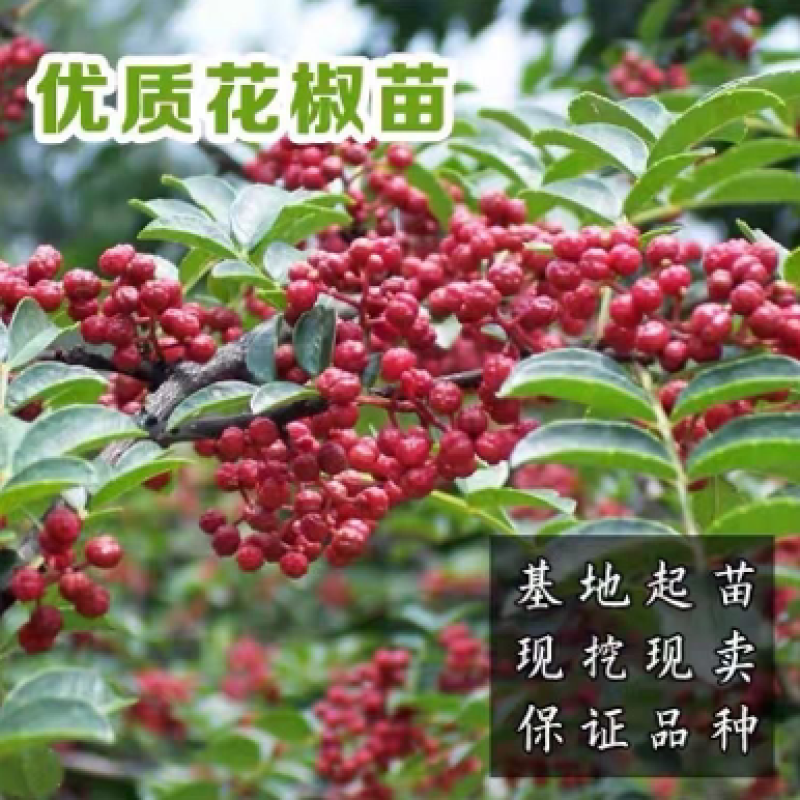 陕西西安周至正宗大红袍花椒苗适合各地种植多年苗易成活