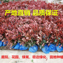 陕西周至自家苗圃红叶石楠大田苗/营养体工程苗规格齐全