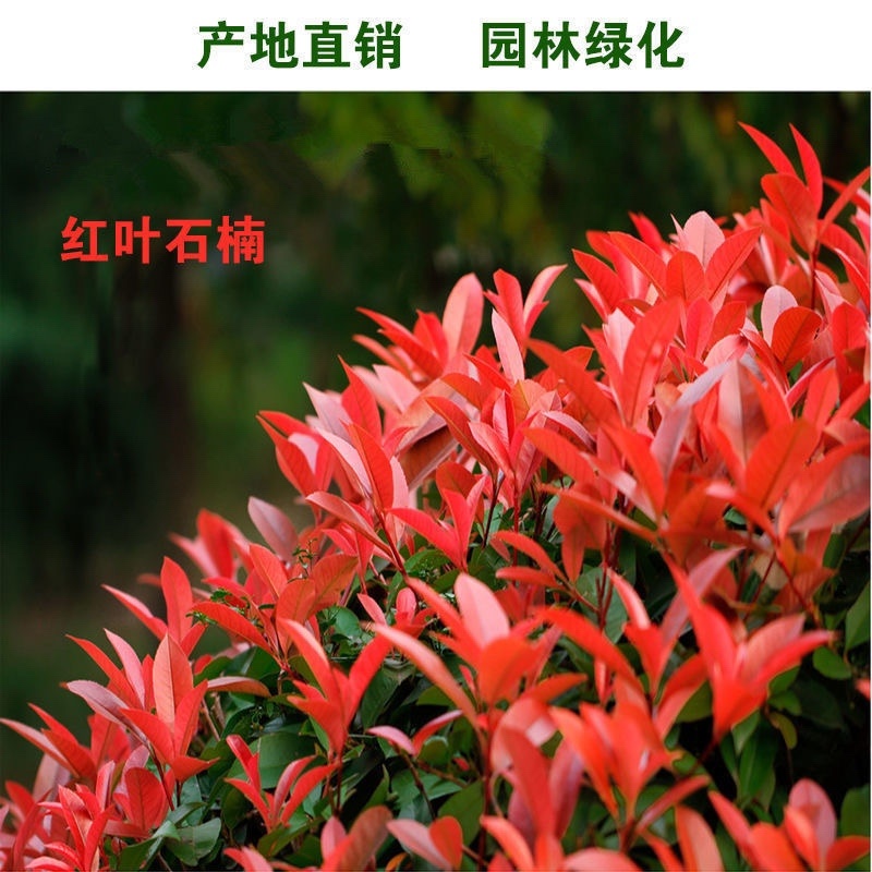 陕西周至自家苗圃红叶石楠大田苗/营养体工程苗规格齐全