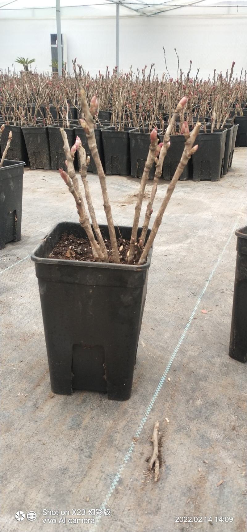 盆养观赏牡丹千层大花朵，原盆原土发货！四季种植！洛阳牡丹