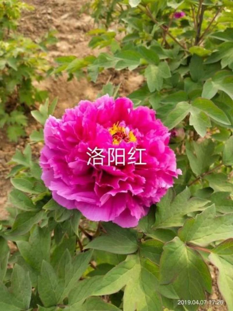 盆养观赏牡丹千层大花朵，原盆原土发货！四季种植！洛阳牡丹