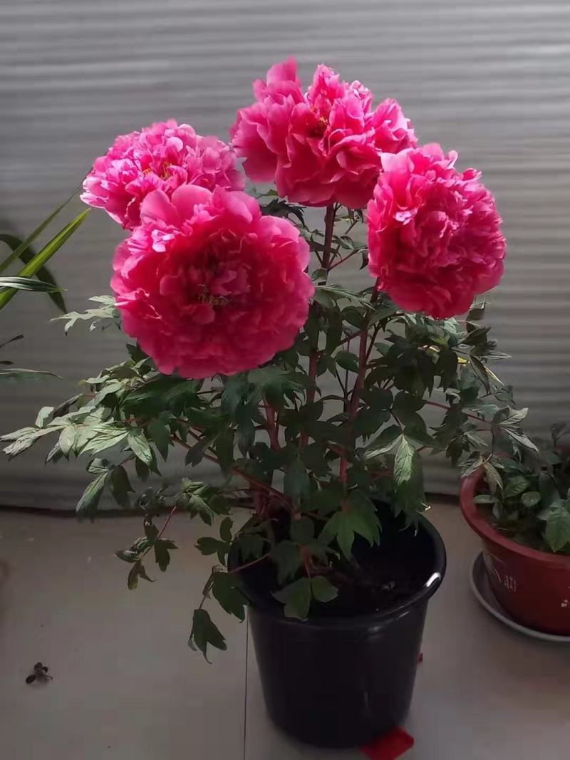 盆养观赏牡丹千层大花朵，原盆原土发货！四季种植！洛阳牡丹