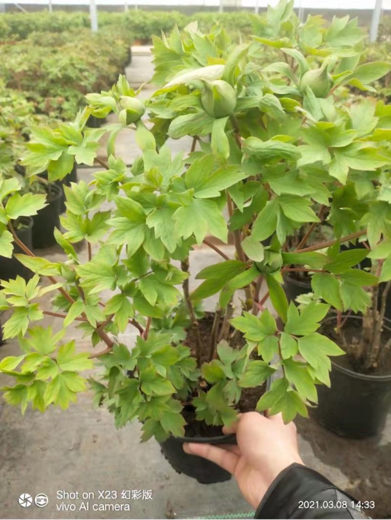 盆养观赏牡丹千层大花朵，原盆原土发货！四季种植！洛阳牡丹