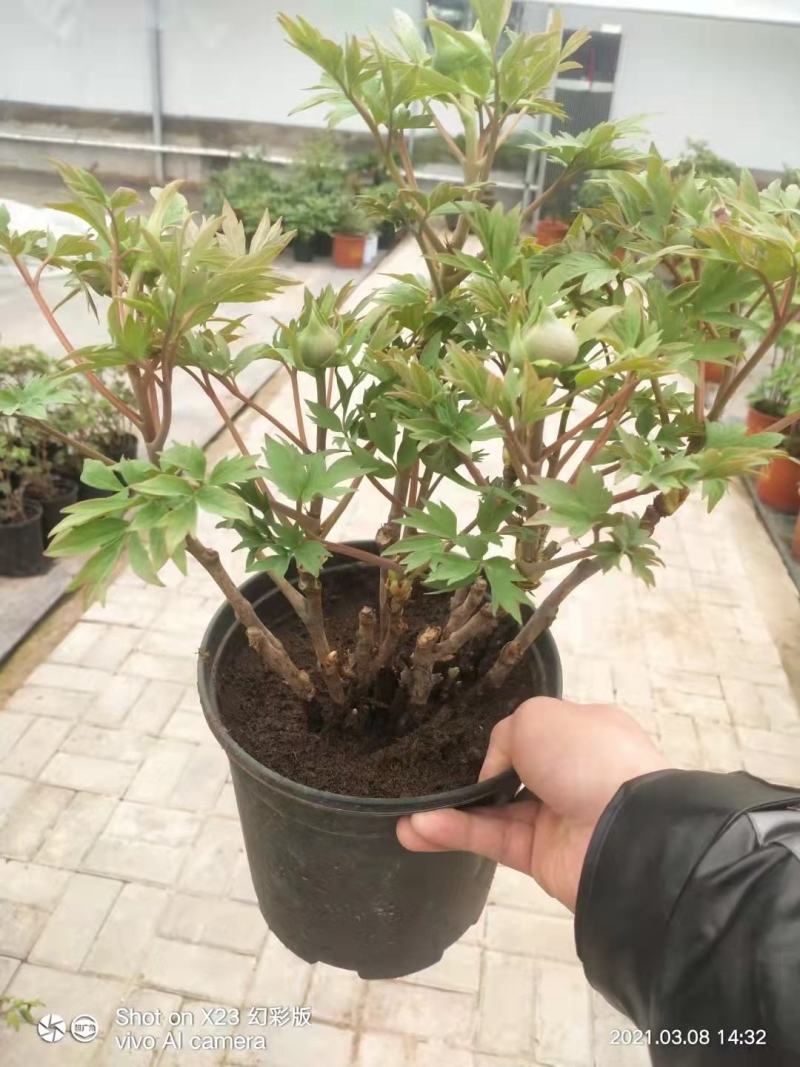 盆养观赏牡丹千层大花朵，原盆原土发货！四季种植！洛阳牡丹