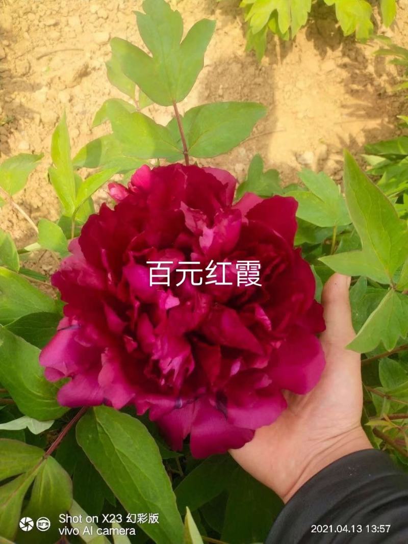 盆养观赏牡丹千层大花朵，原盆原土发货！四季种植！洛阳牡丹
