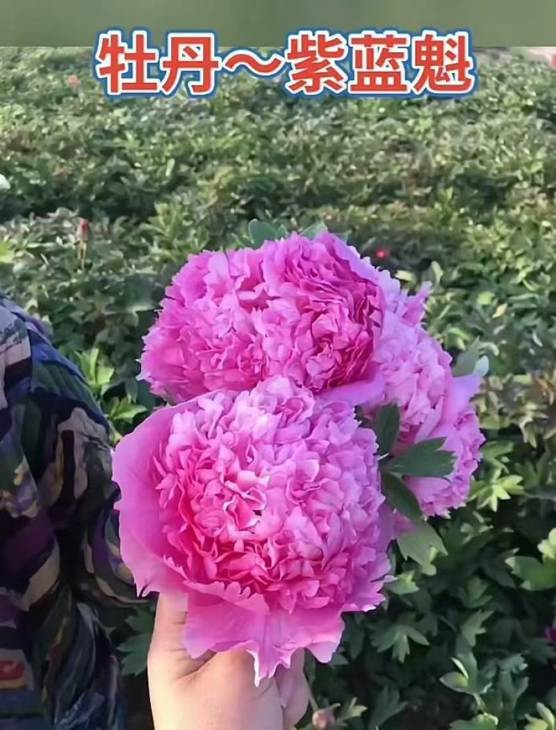 盆养观赏牡丹千层大花朵，原盆原土发货！四季种植！洛阳牡丹