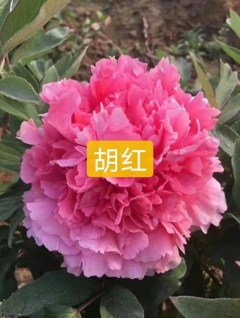 盆养观赏牡丹千层大花朵，原盆原土发货！四季种植！洛阳牡丹