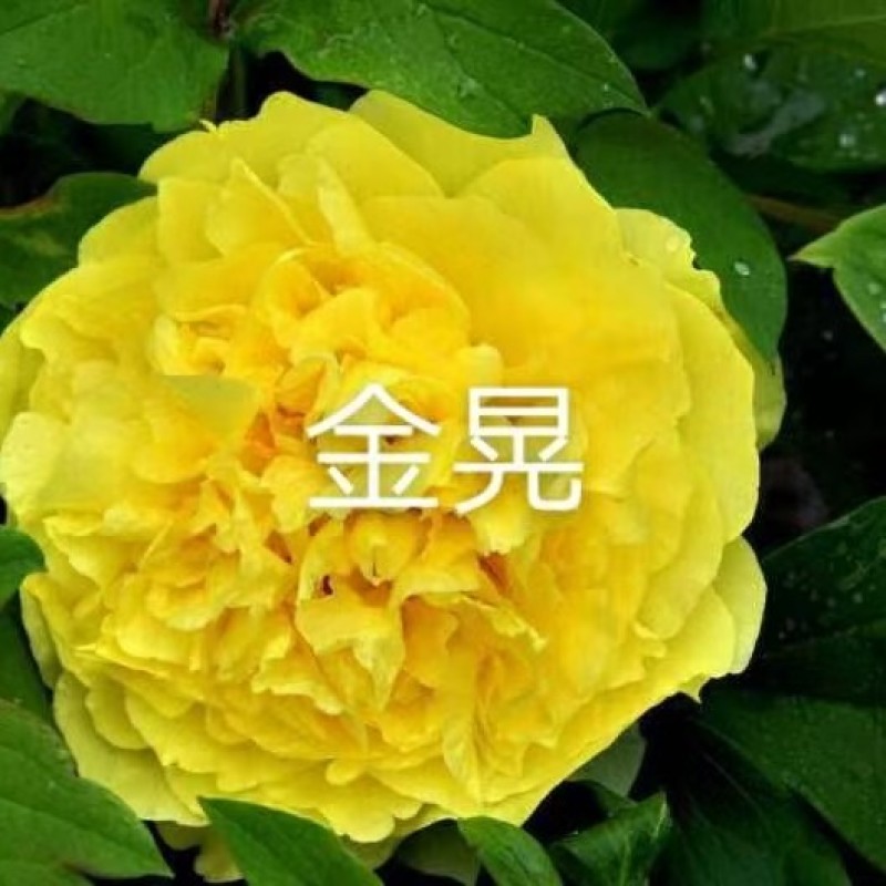 盆养观赏牡丹千层大花朵，原盆原土发货！四季种植！洛阳牡丹