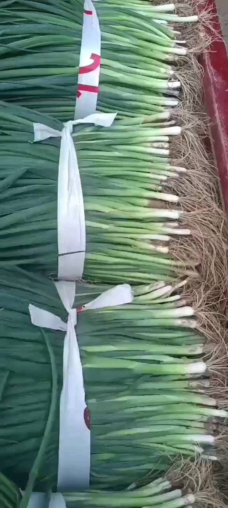 小葱种植专业合作社常年有货，四季葱，黑葱，