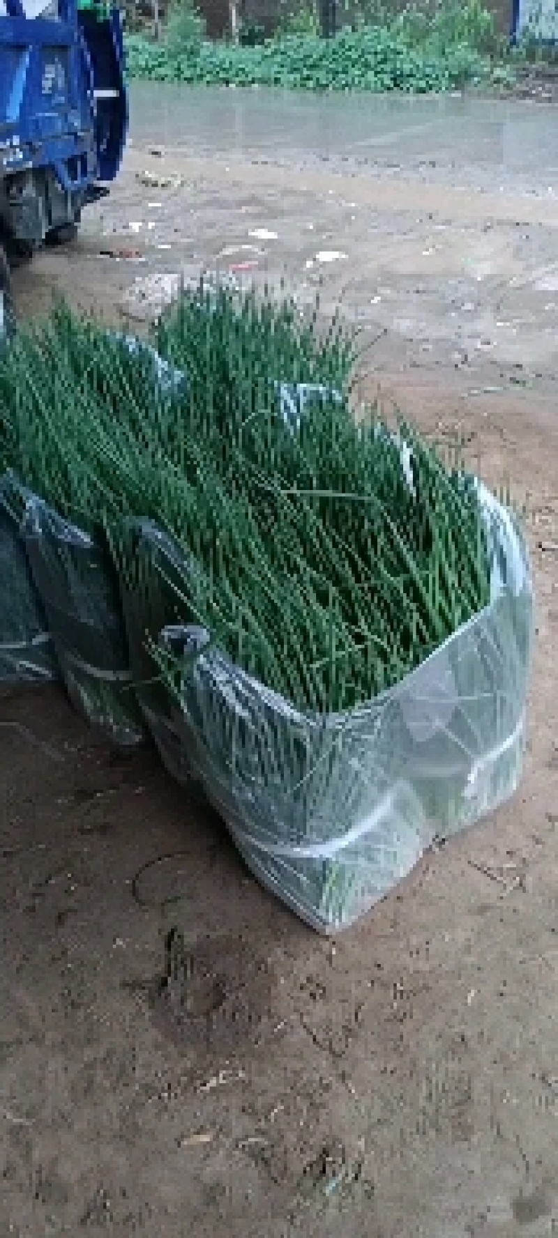 小葱种植专业合作社常年有货，四季葱，黑葱，