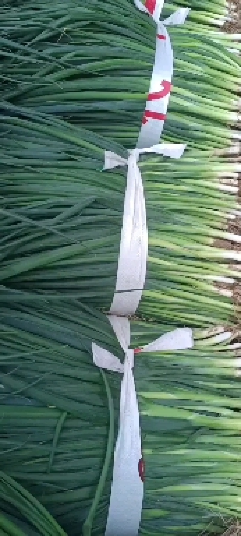 小葱种植专业合作社常年有货，四季葱，黑葱，