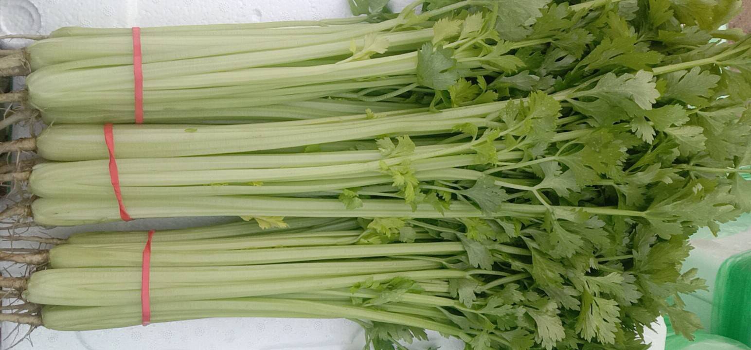 一株完整的山芹植株,展示其高大直立的茎秆、羽状复叶结构、深绿色叶片和基部粗壮的根茎。背景为湿润林下环境,土壤富含腐殖质,植株生长健壮,无病虫害迹象 山芹植株整体形态特写