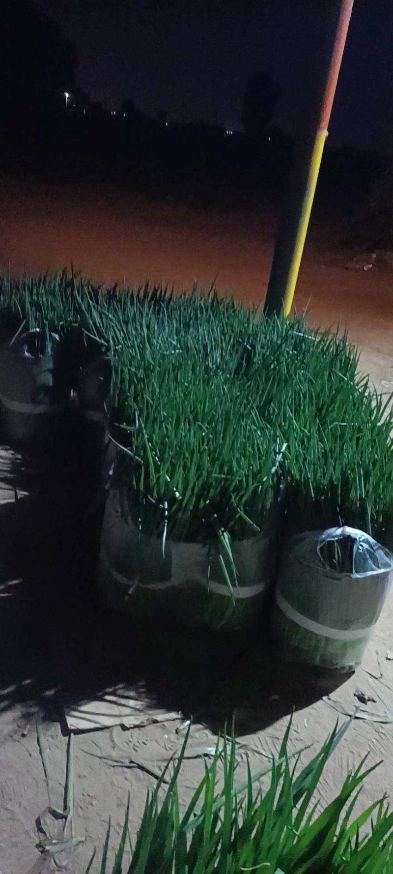 文珂种植专业合作社，常年供应各种葱类，四季葱，香葱