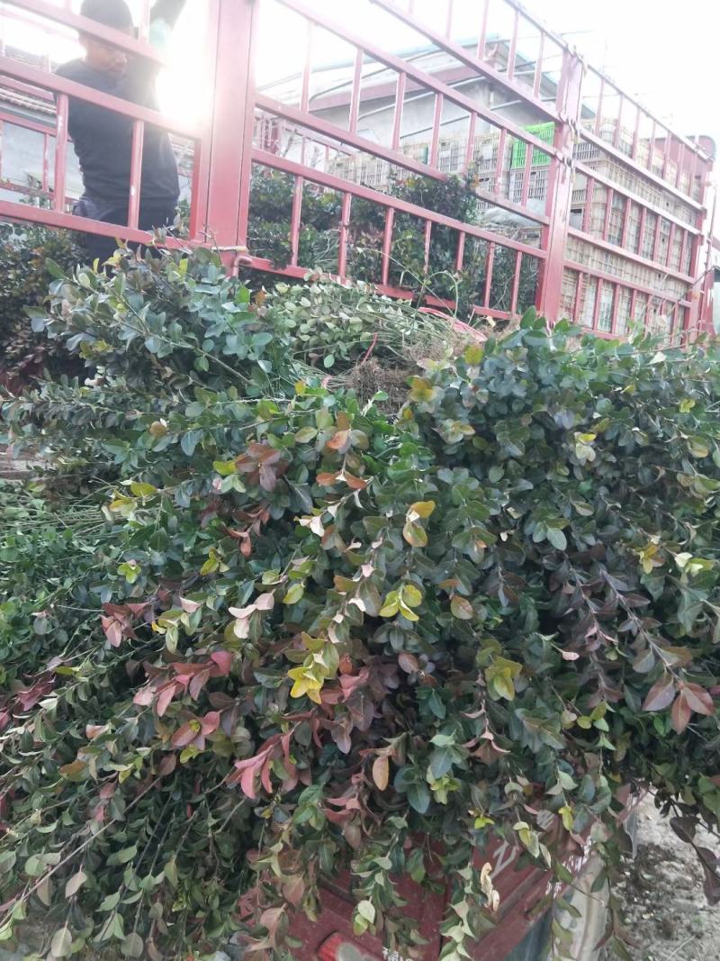 卫矛地栽冠幅大，上盆适应性好，质量有保证，任您选择