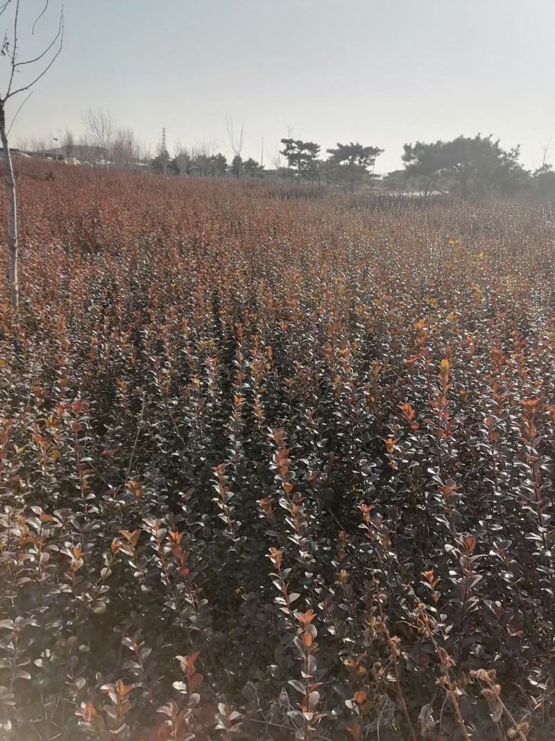 卫矛地栽冠幅大，上盆适应性好，质量有保证，任您选择