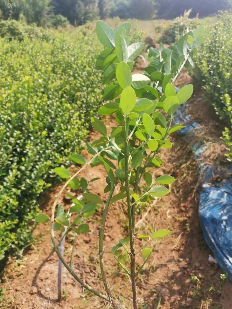 卫矛地栽冠幅大，上盆适应性好，质量有保证，任您选择