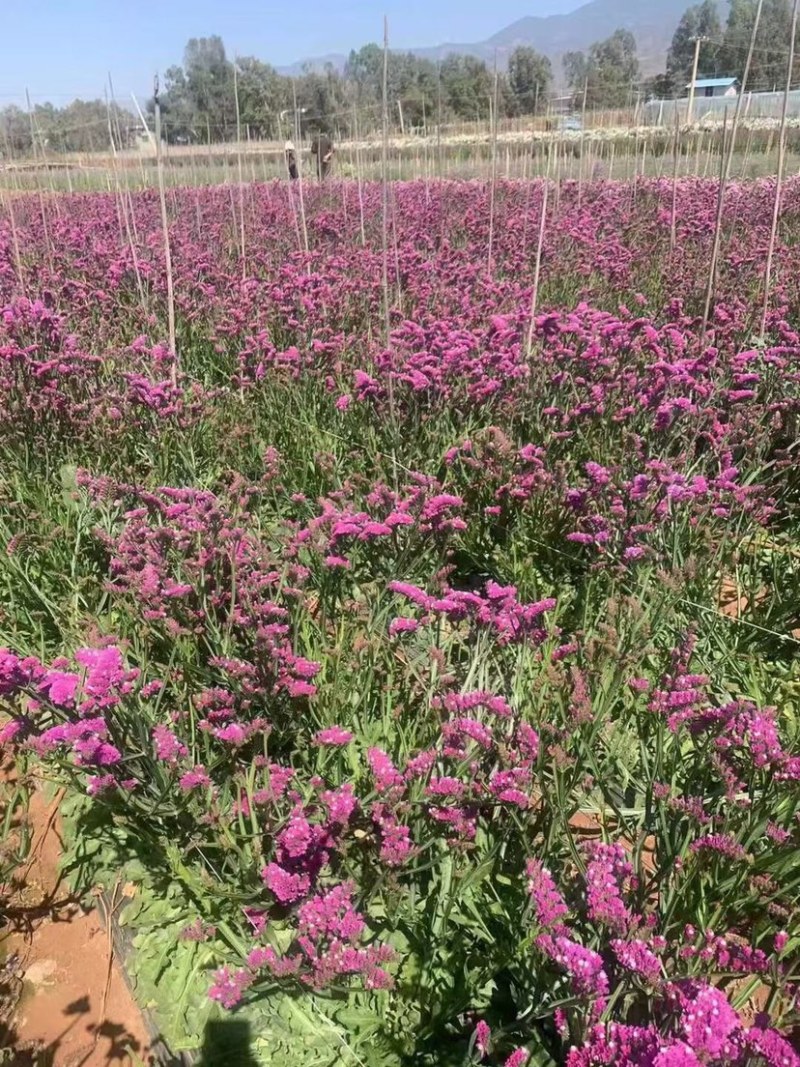 云南鲜花勿忘我花色品种多基地每天直发颜色漂亮