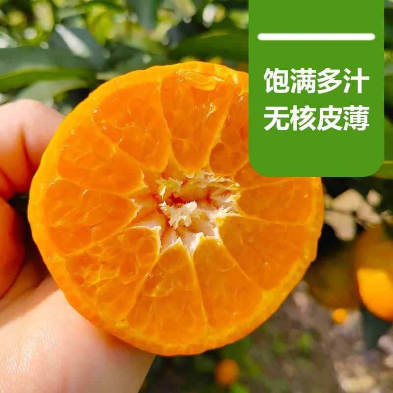 广西阳朔精品砂糖橘柑桔产地直发货量充足量大从优