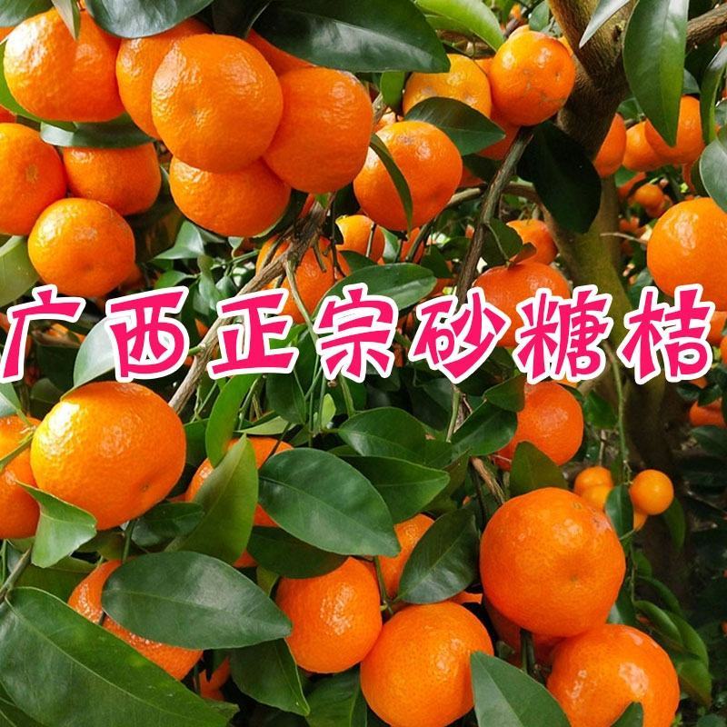 广西阳朔精品砂糖橘柑桔产地直发货量充足量大从优