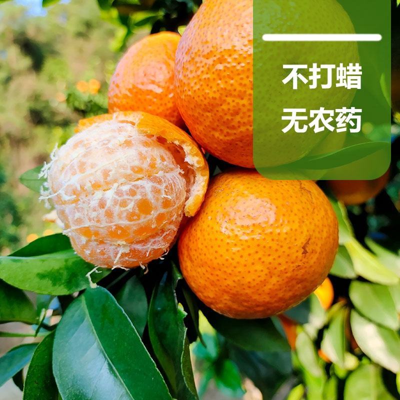 广西阳朔精品砂糖橘柑桔产地直发货量充足量大从优