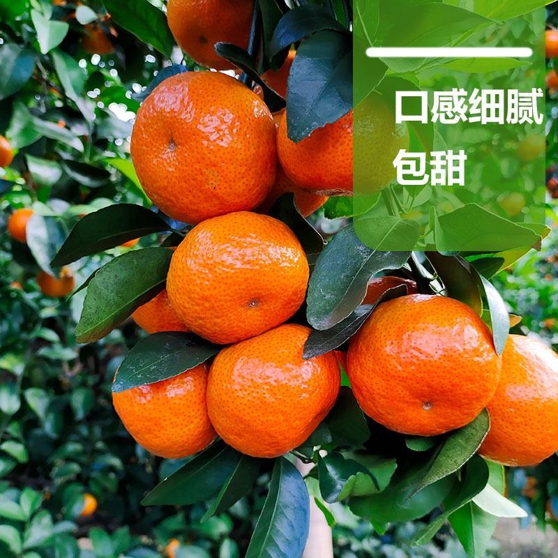 广西阳朔精品砂糖橘柑桔产地直发货量充足量大从优