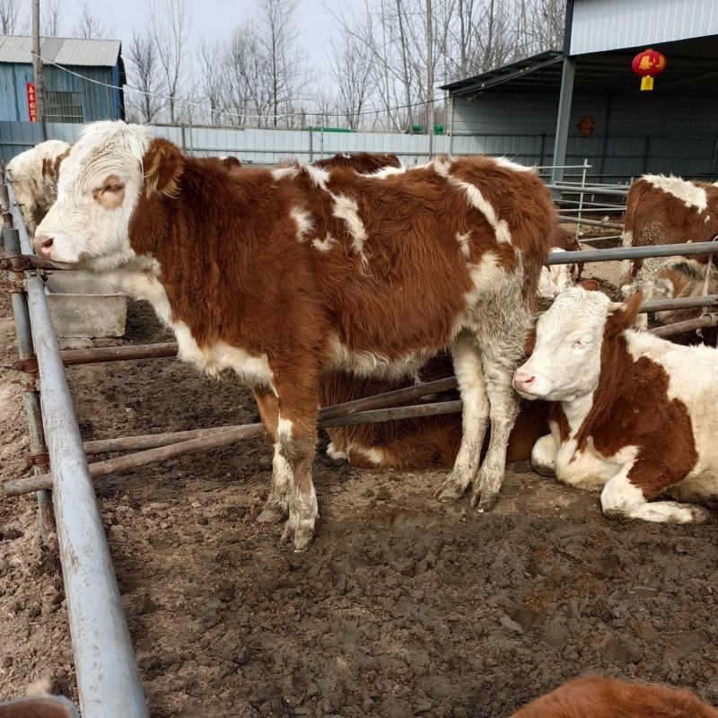 西门塔尔牛犊肉牛西门塔尔牛养殖场厂家直销全国发货