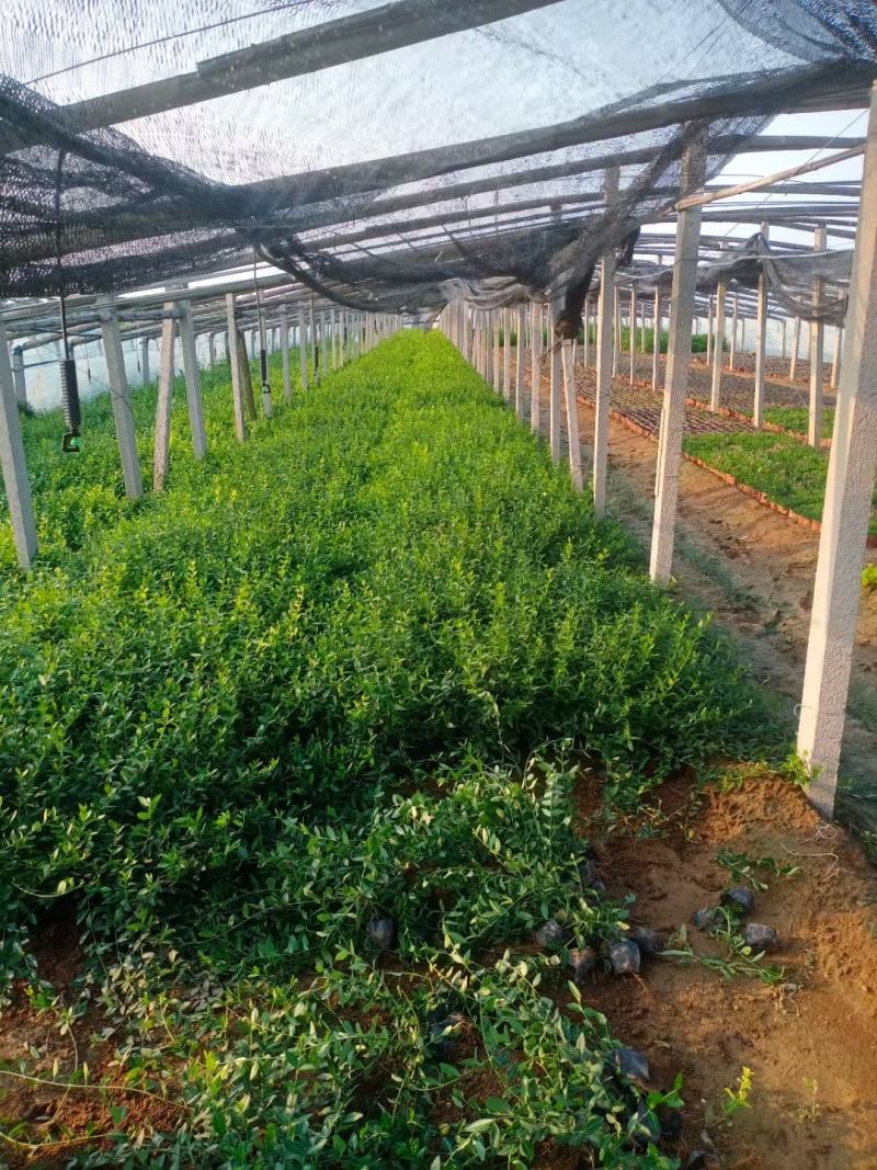 爬行卫矛爬行卫茅小叶扶芳藤分枝多根系好欢迎现场看货