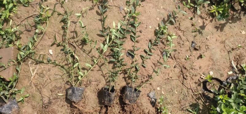爬行卫矛爬行卫茅小叶扶芳藤分枝多根系好欢迎现场看货