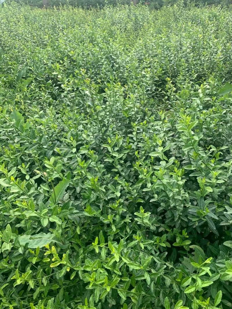 爬行卫矛爬行卫茅小叶扶芳藤分枝多根系好欢迎现场看货