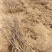 基地出售大五棱山楂苗大金星山楂苗甜红子山楂苗